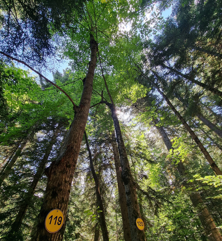 L’Arbre Vert soutient le Fonds "Agir pour les forêts"