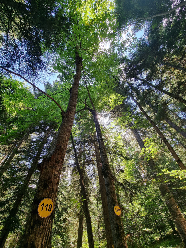 L’Arbre Vert soutient le Fonds "Agir pour les forêts"