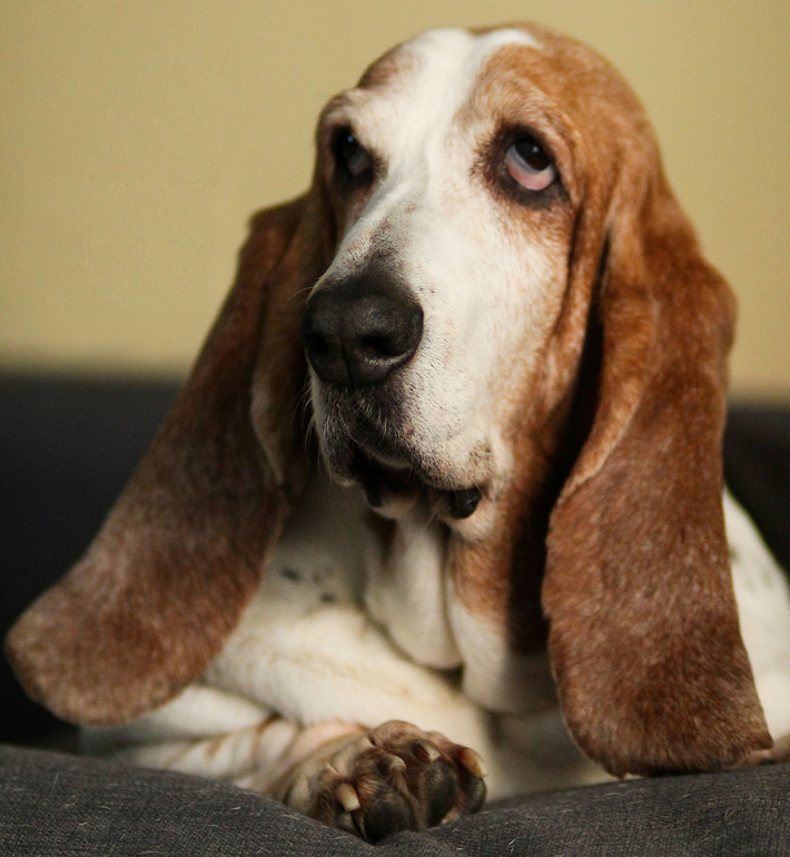 Comment enlever l'odeur de chien chez soi ?