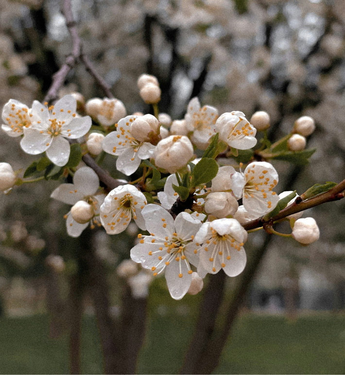 L’amande, parfum emblématique de la saga L’Arbre Vert
