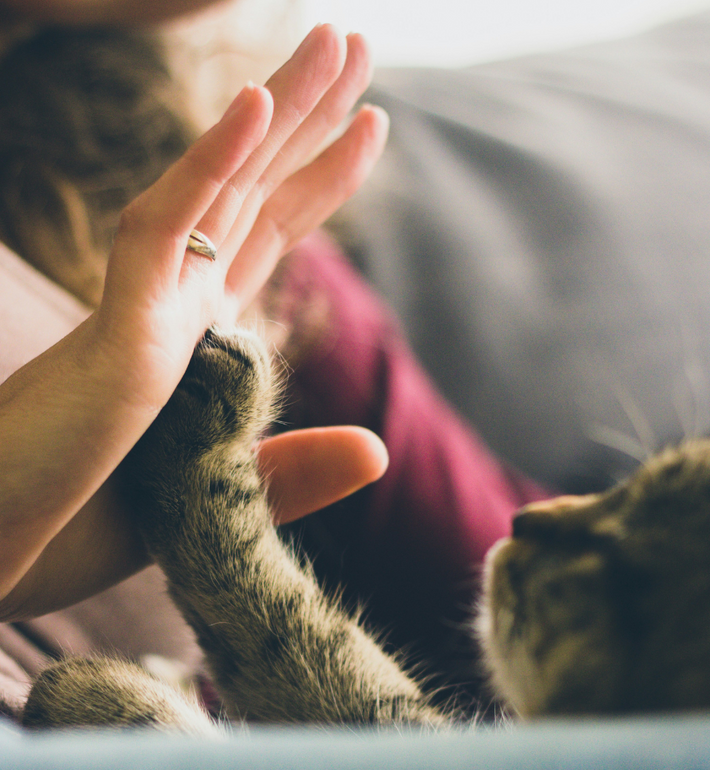 Comment enlever l’odeur d’urine de chat ?