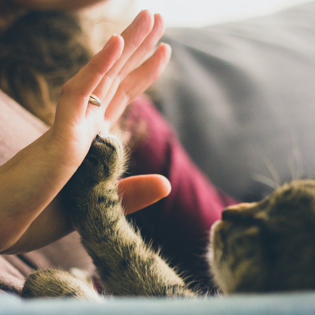 Comment enlever l’odeur d’urine de chat ?
