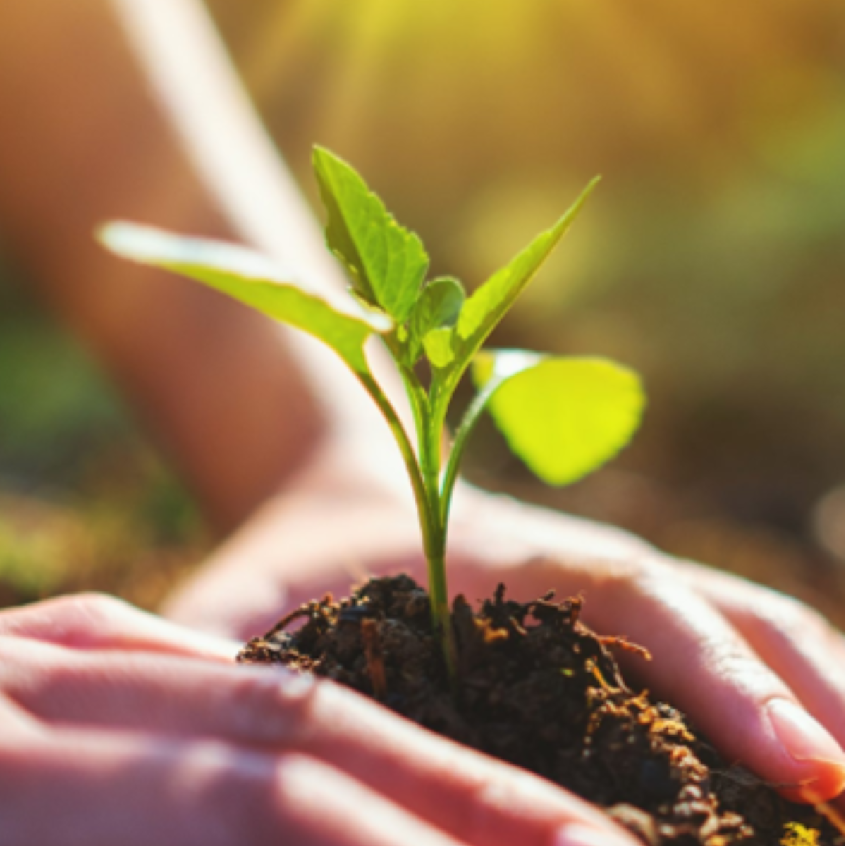 L'Arbre Vert : Produits d'entretien et de bien-être respectueux de