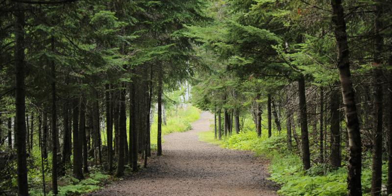  L’Arbre Vert s’engage pour le climat et la biodiversité aux côtés de Reforest’Action.