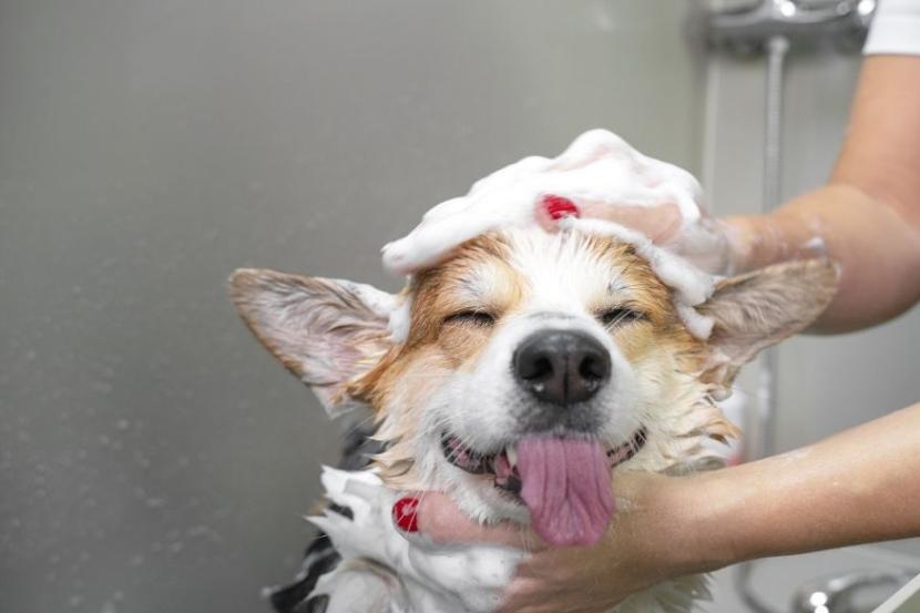 Comment enlever l'odeur de chien chez soi ?
